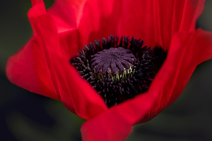 Macro Close-Up of Red Poppy Flower Center