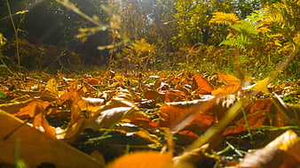 Sunlit autumn leaves on forest floor with golden light