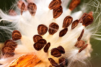 Macro photography of milkweed seeds with white silky fluff