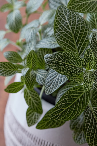 Close-up of Nerve Plant with Intricate White Veins