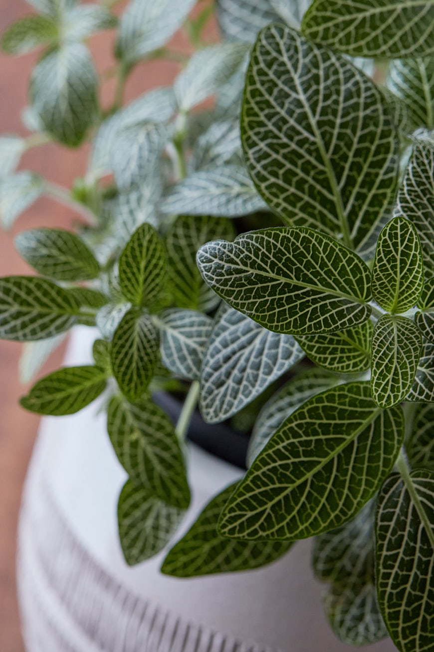 Close-up of Nerve Plant with Intricate White Veins