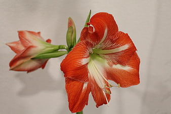 Close-up of vibrant red and white amaryllis flower