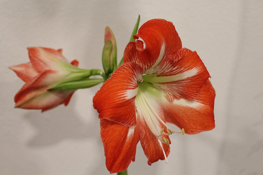Close-up of vibrant red and white amaryllis flower