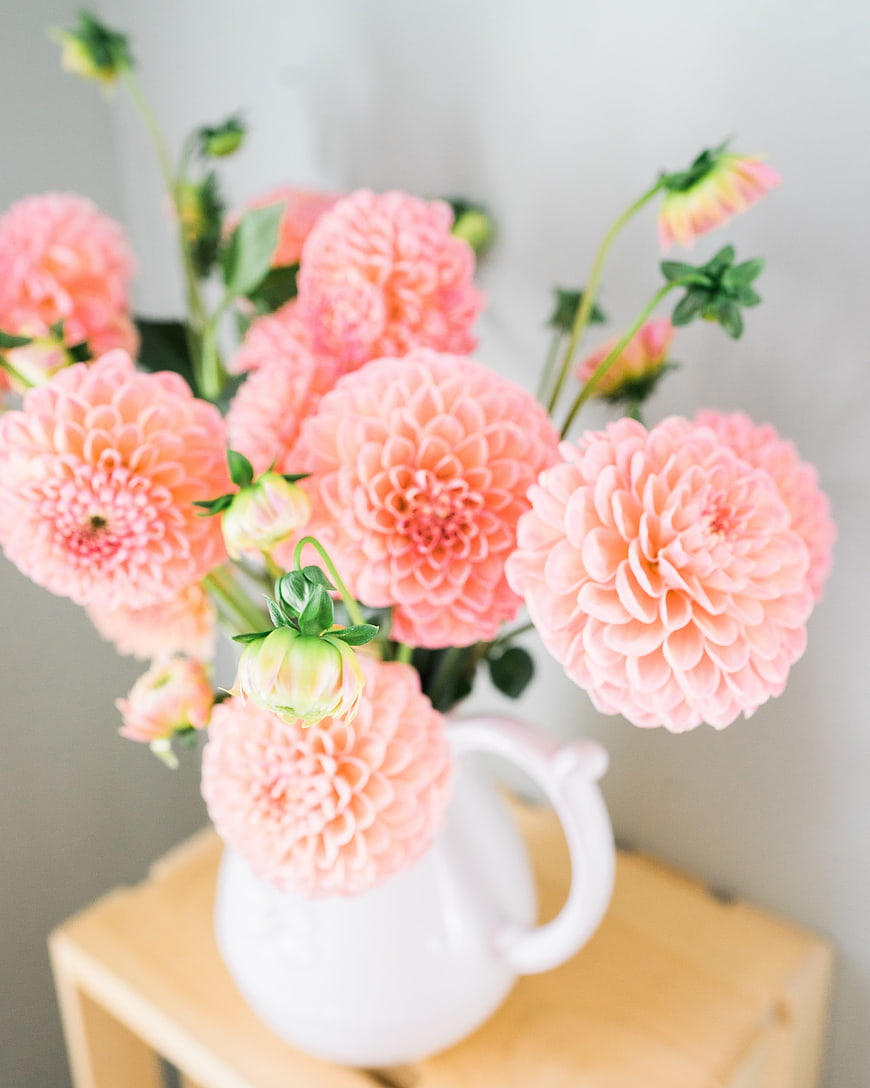 Pink Dahlias in White Ceramic Pitcher on Wooden Table