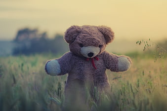 Lonely Teddy Bear Standing in Grassy Field at Sunset