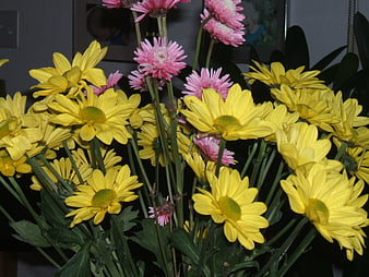 Vibrant yellow and pink chrysanthemums bouquet