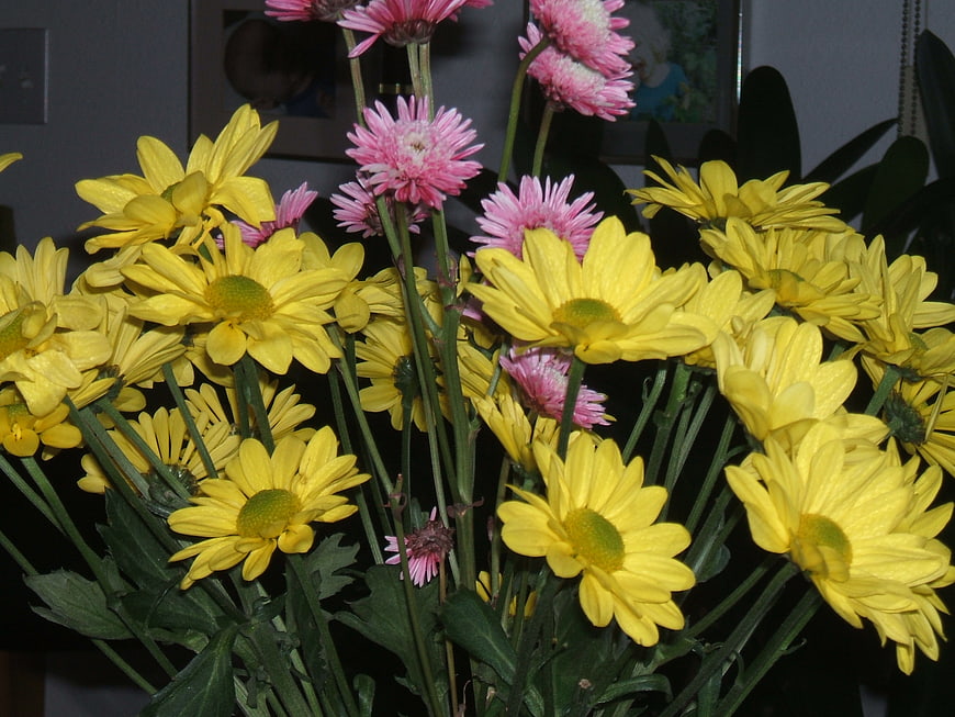Vibrant yellow and pink chrysanthemums bouquet