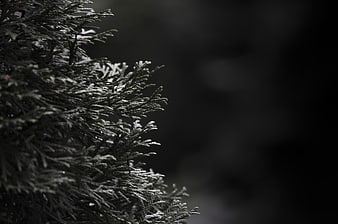 Dark Frosted Evergreen Branches with Black Background