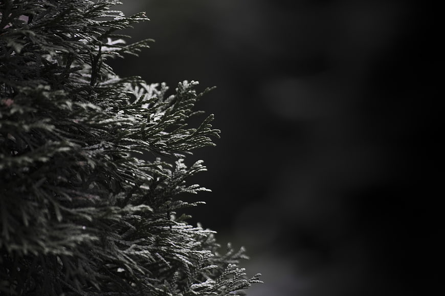 Dark Frosted Evergreen Branches with Black Background