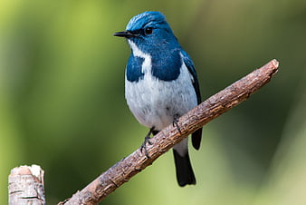 Eastern Bluebird Perched on Branch in Nature