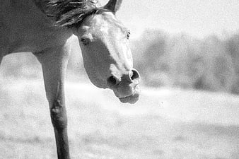 Close-up black and white portrait of a horse head