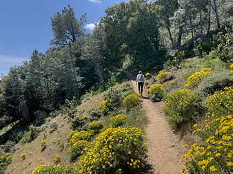 Hiker walking on trail with yellow wildflowers