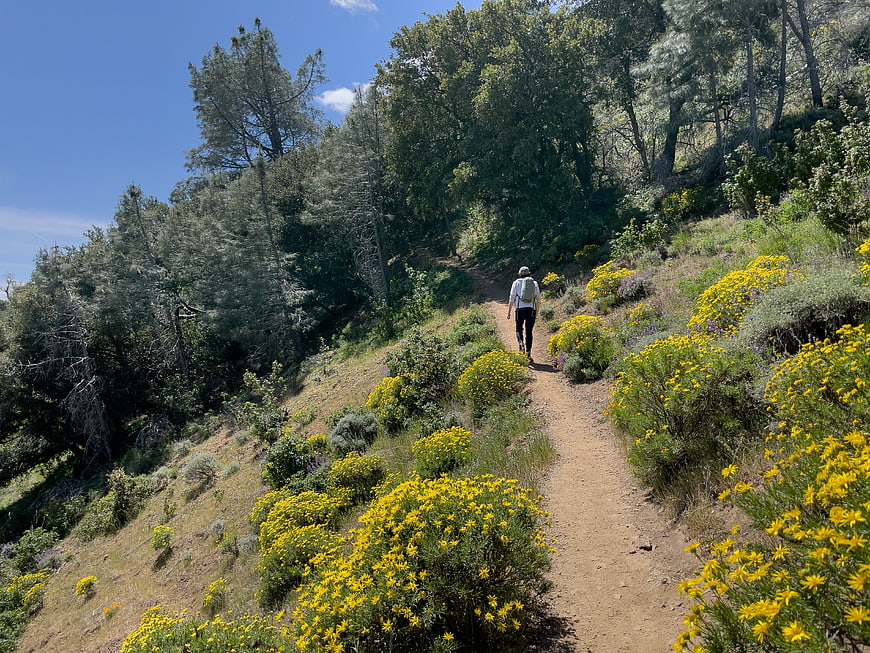 Hiker walking on trail with yellow wildflowers