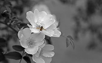 Black and White Wildflower Blossom with Hoverfly Insect