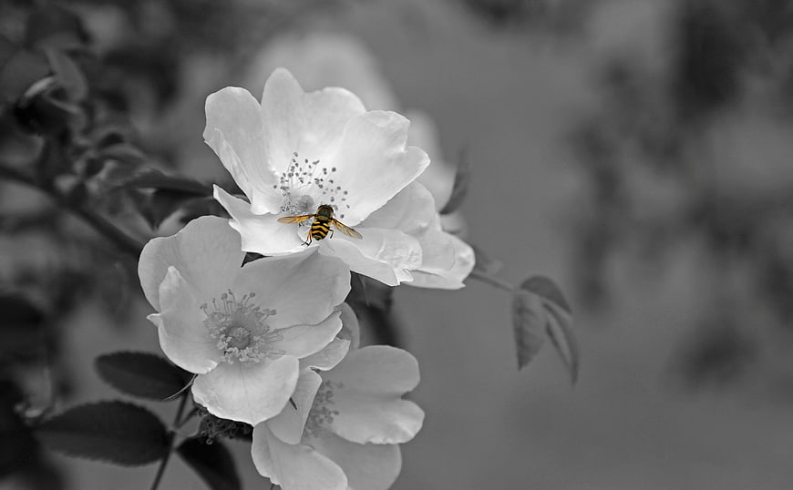 Black and White Wildflower Blossom with Hoverfly Insect