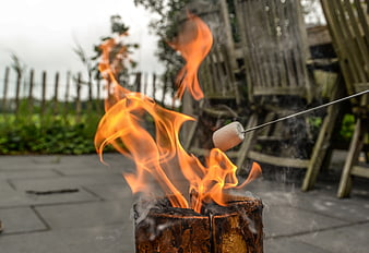 Roasting Marshmallow Over Outdoor Campfire