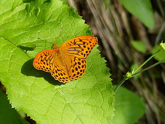 Orange Fritillary Butterfly Resting on Green Leaf
