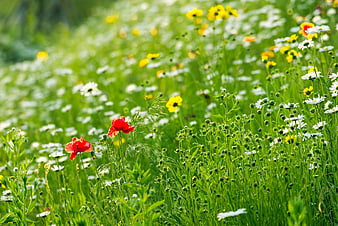 Red poppies and white daisies in a vibrant green meadow