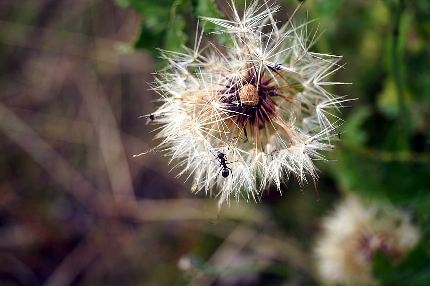 Close-up of an ant climbing a dandelion seed head