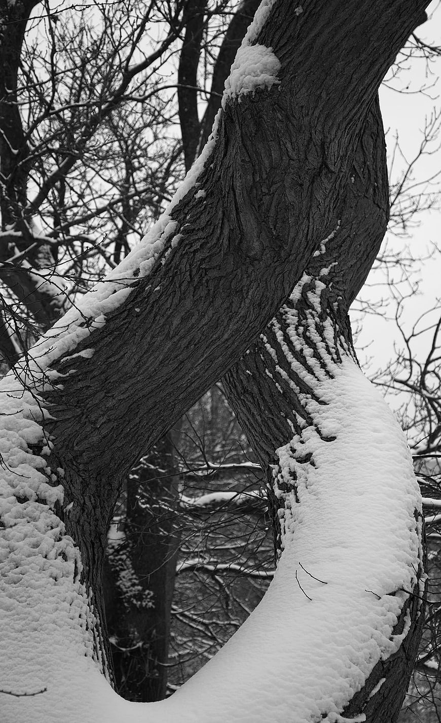 Snow-covered twisted tree trunk in black and white winter forest