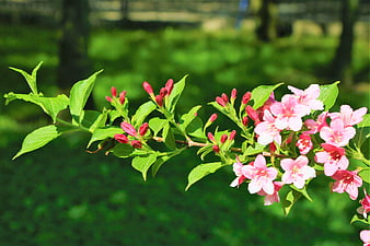 Pink Weigela Flowers Blooming on a Green Branch