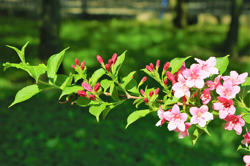 Pink Weigela Flowers Blooming on a Green Branch