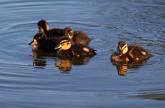 Cute ducklings swimming in calm blue water