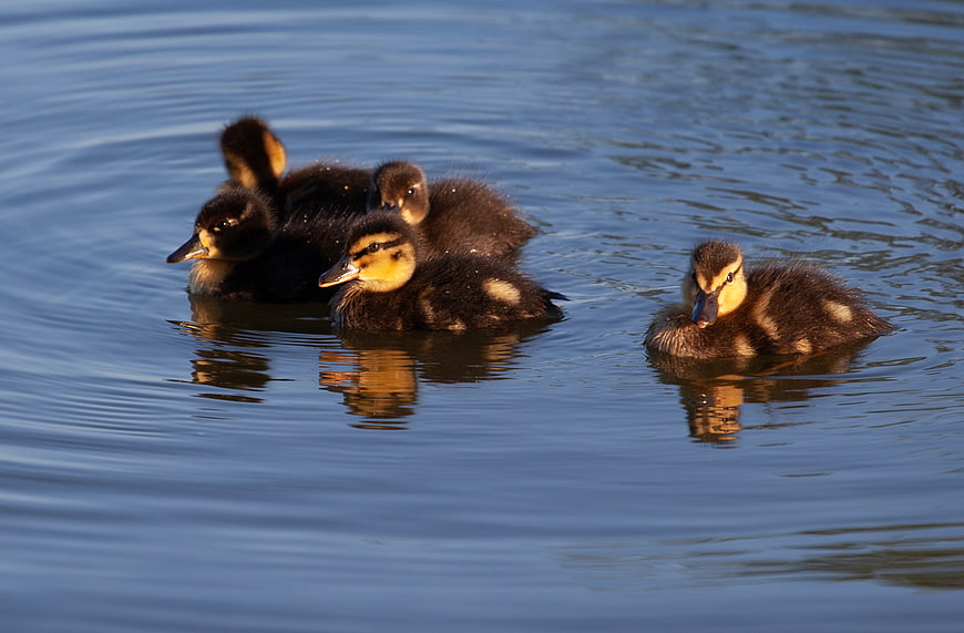 Cute ducklings swimming in calm blue water