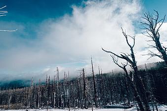 Snowy Winter Forest with Dead Trees and Misty Sky