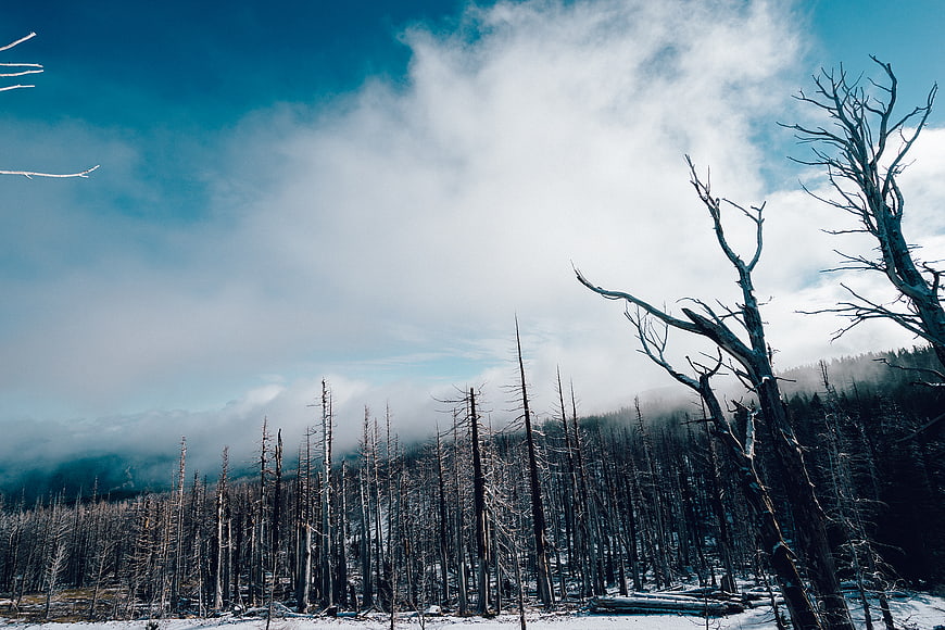 Snowy Winter Forest with Dead Trees and Misty Sky
