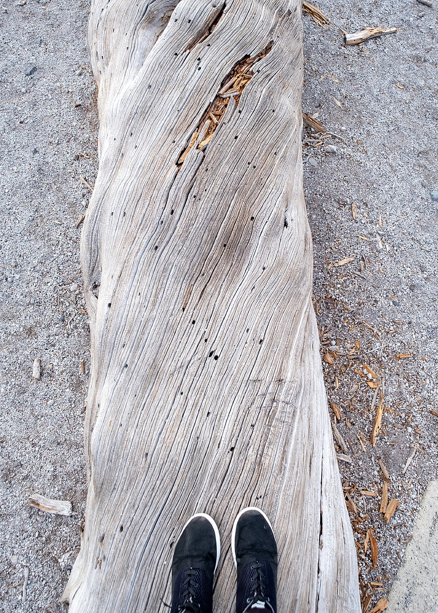 Top-down view of black sneakers on weathered driftwood log