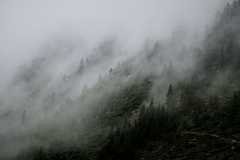 Misty Mountain Slope with Pine Trees in Fog