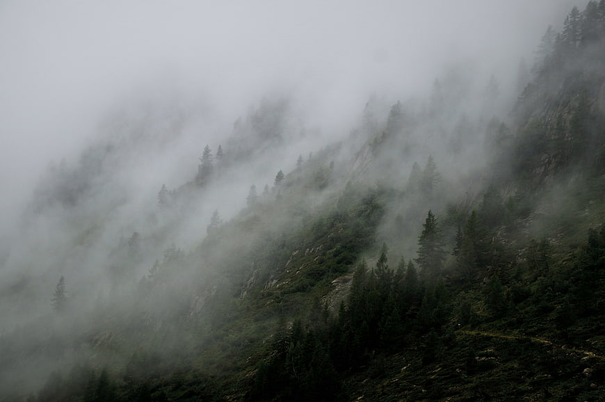 Misty Mountain Slope with Pine Trees in Fog