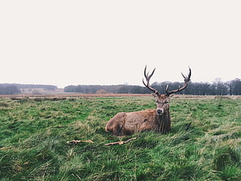 Majestic Stag Resting in Green Meadow