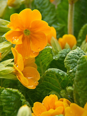Close-up of vibrant orange primrose flowers with water droplets