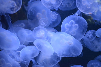 Blue Moon Jellyfish Swimming in Dark Water