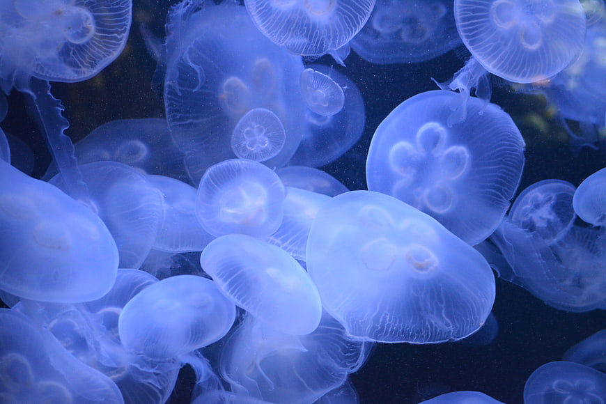 Blue Moon Jellyfish Swimming in Dark Water