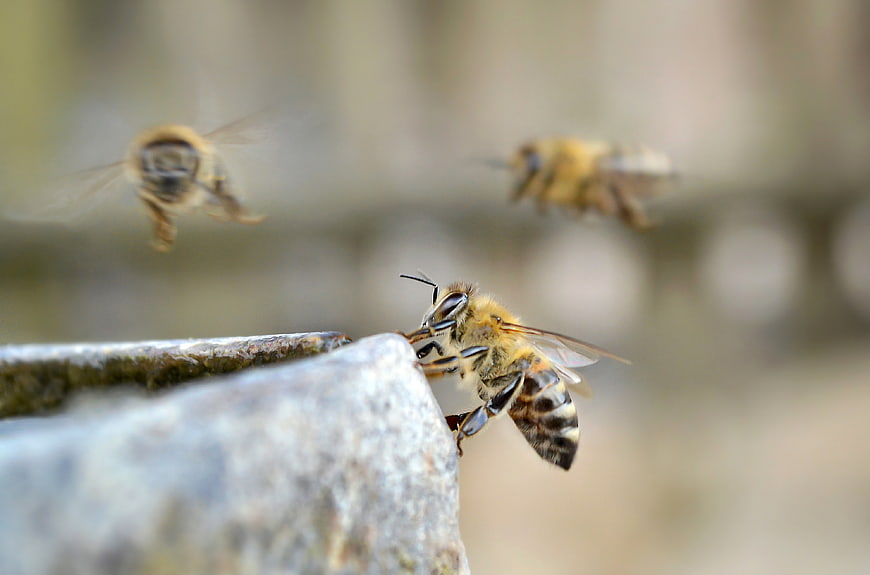Close-up of Honey Bee on Rock with Blurred Flying Bees
