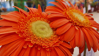 Close-up of vibrant orange gerbera daisies with yellow centers