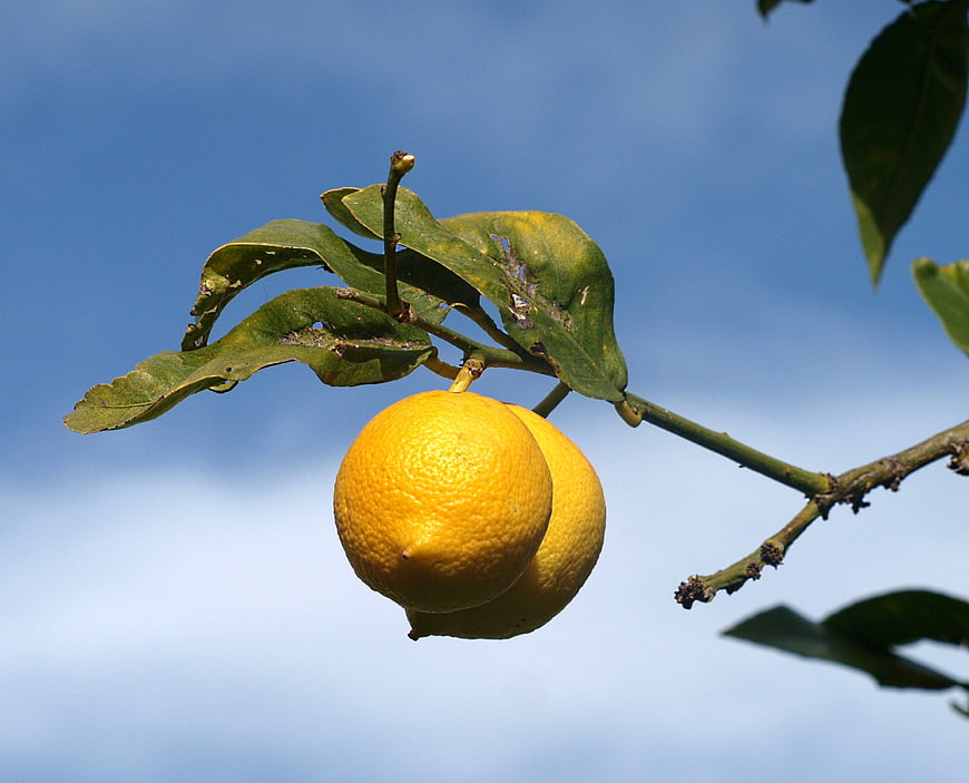 Fresh yellow lemons hanging on a tree branch against blue sky