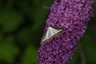White and brown moth on purple buddleia flower