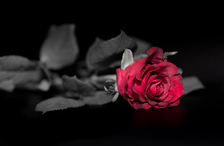 Red rose on black background with selective color