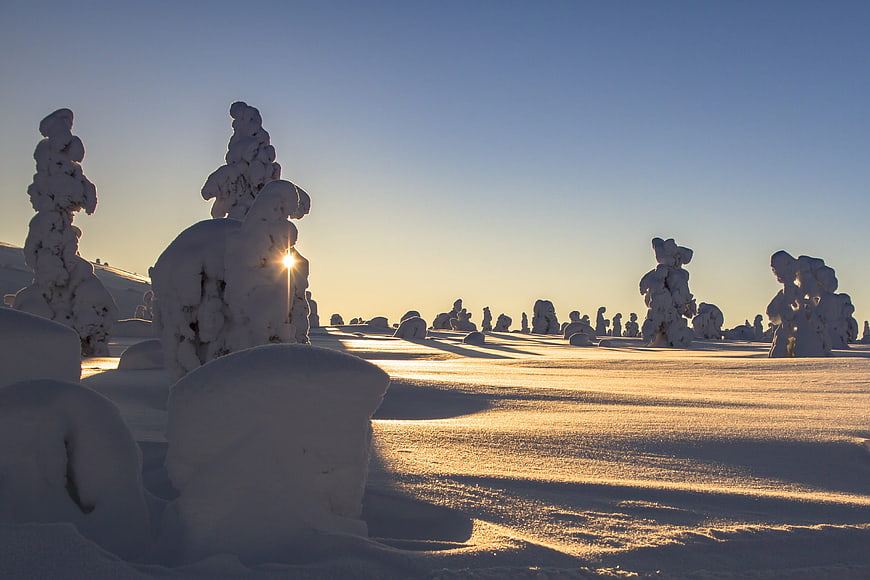 Snow-covered trees in Lapland winter landscape at sunrise