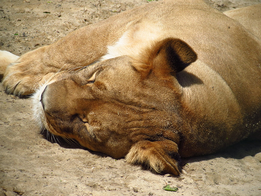 Sleeping Lioness Resting on Sandy Ground in Sunlight