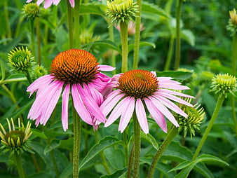 Pink Purple Coneflowers Blooming in Green Garden