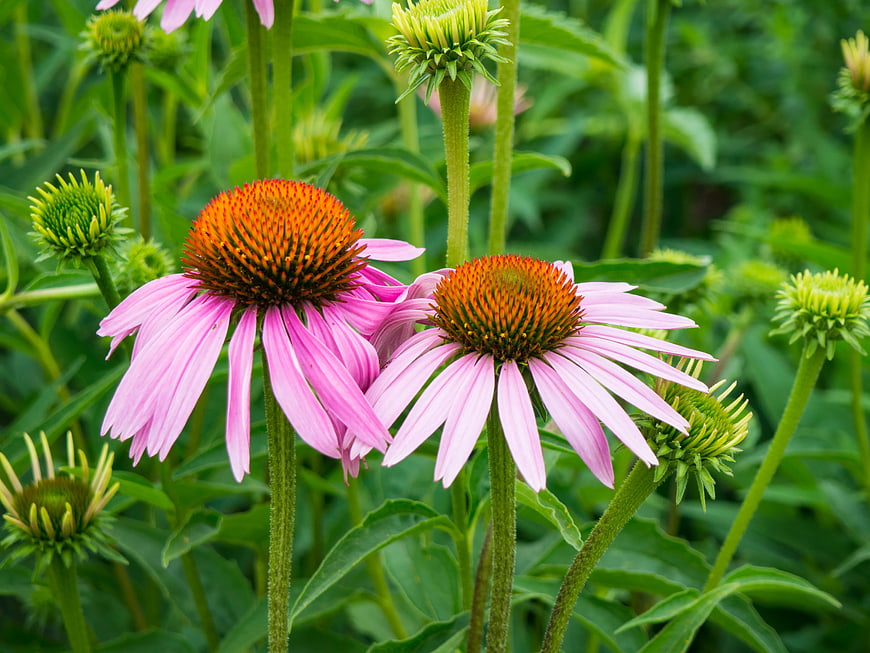 Pink Purple Coneflowers Blooming in Green Garden