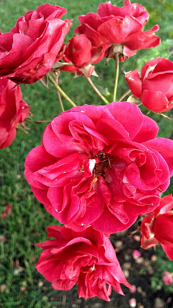 Vibrant Red Roses in Full Bloom with Green Background