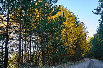 Gravel road winding through autumn forest with yellow and green trees