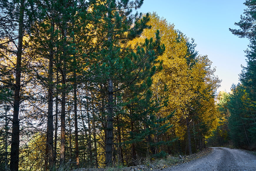 Gravel road winding through autumn forest with yellow and green trees