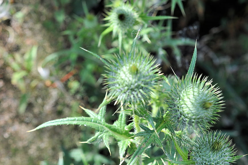 Close-up of green thistle buds in natural setting